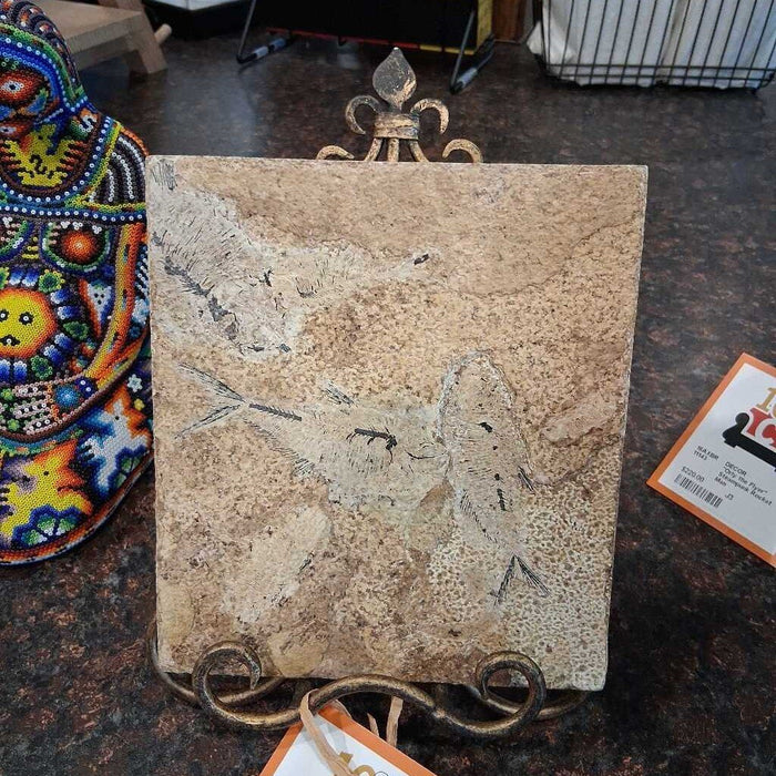 Diplomystus Fossil Stone