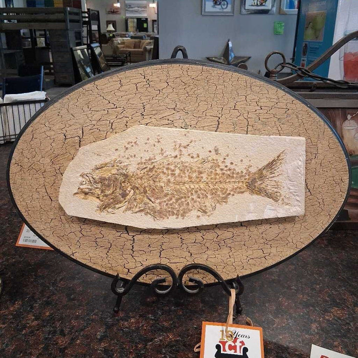 Mioplosus Fossil Stone