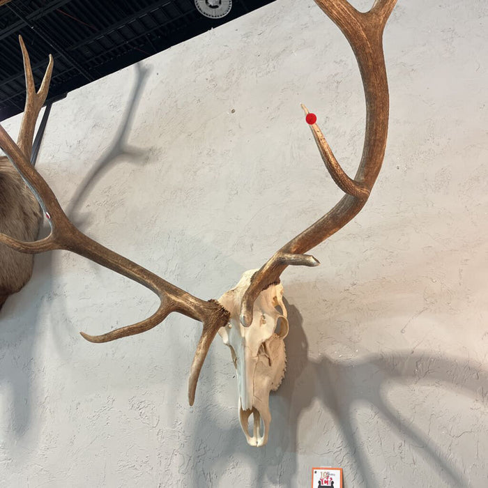 6 Point Elk rack w/ Skull