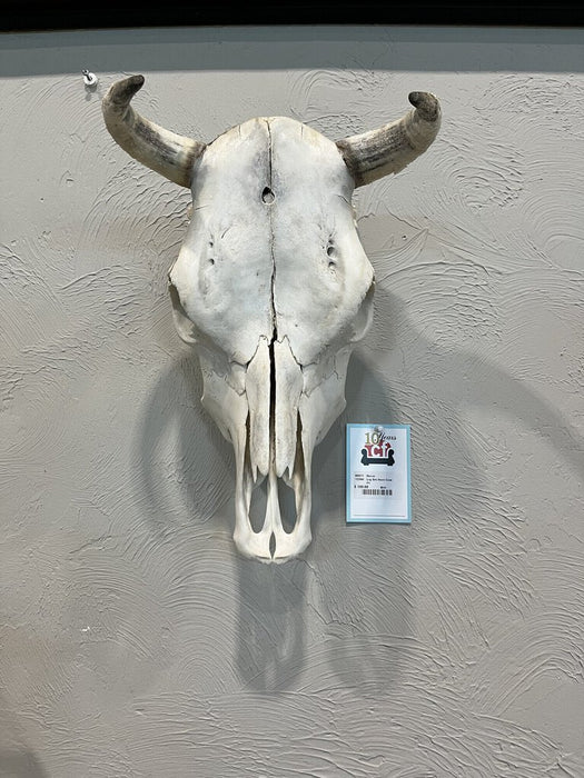 Lrg Sm Horn Cow