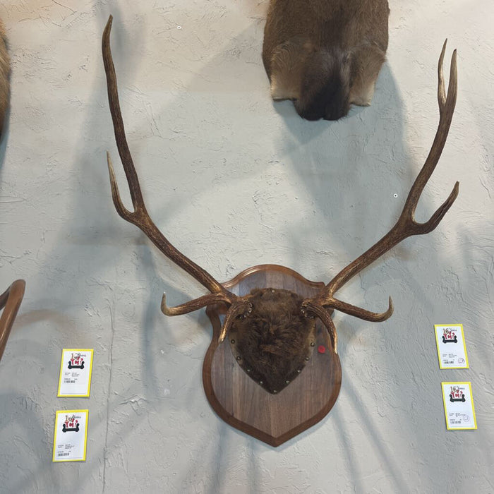 Elk Rack Mount