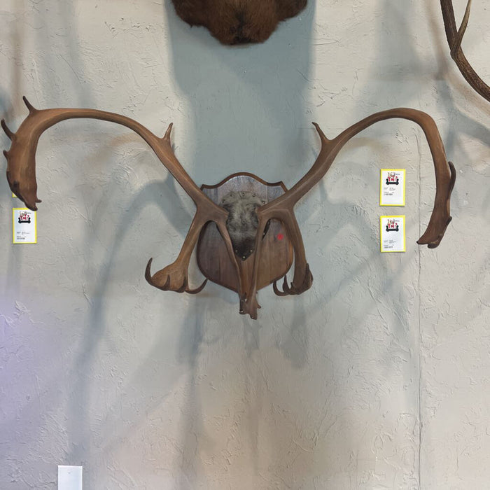 Caribou Rack Mount