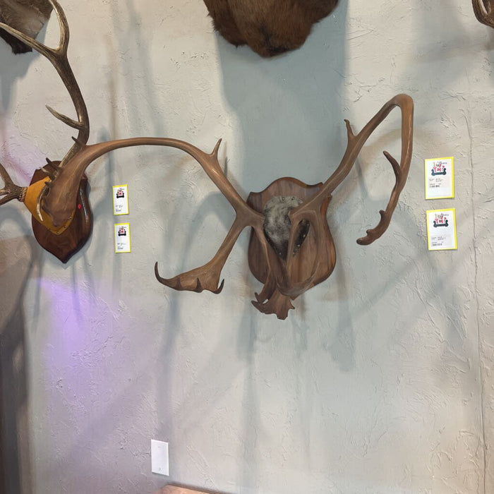 Caribou Rack Mount