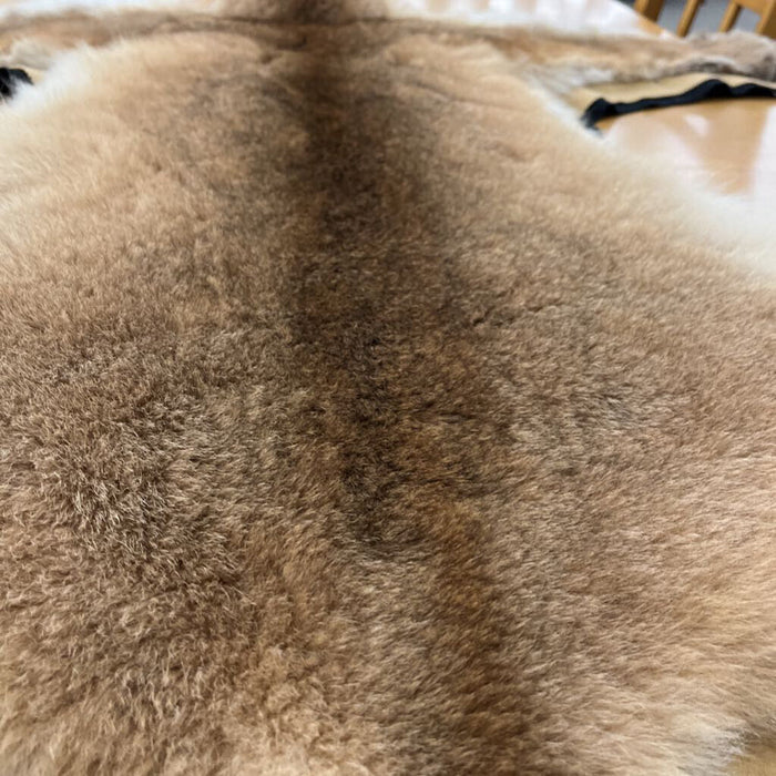 Mountain Lion Pelt Rug