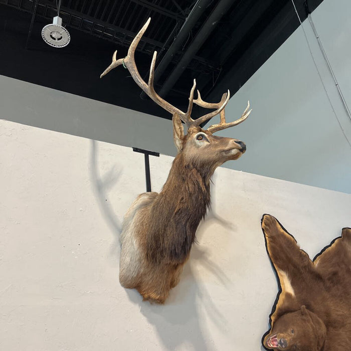 Bull Elk Shoulder Mount