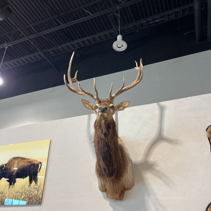 Bull Elk Shoulder Mount