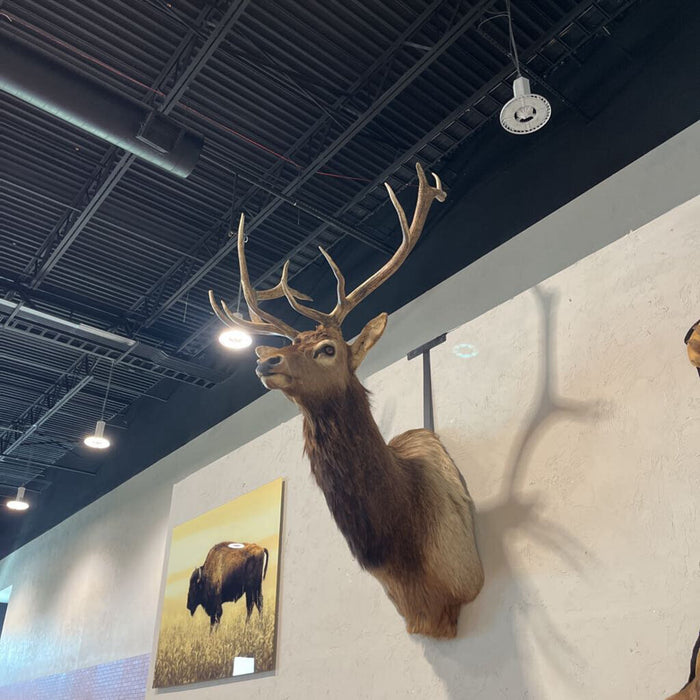 Bull Elk Shoulder Mount
