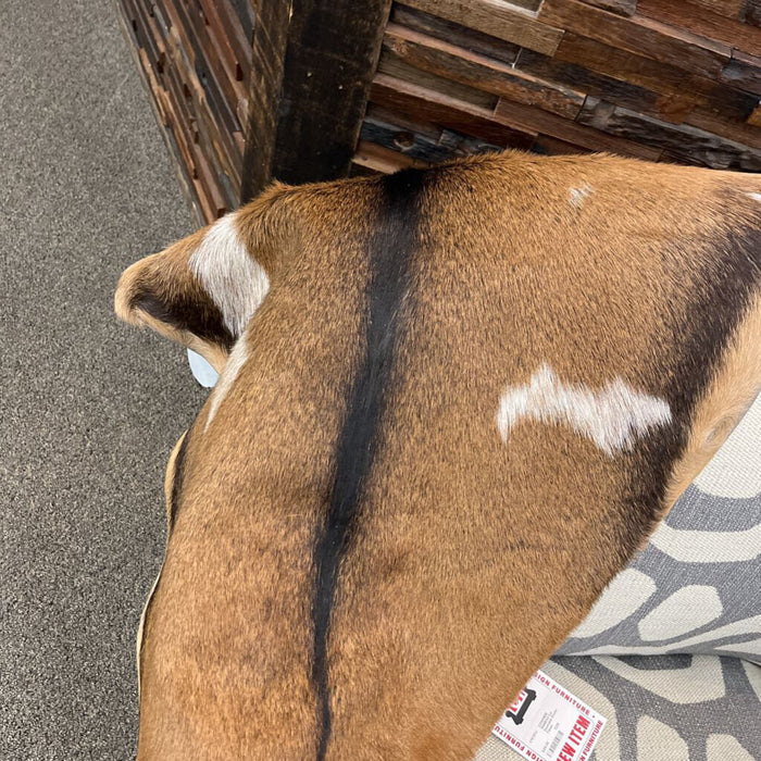 9009EXO Lg Goatskin Exotic Tones