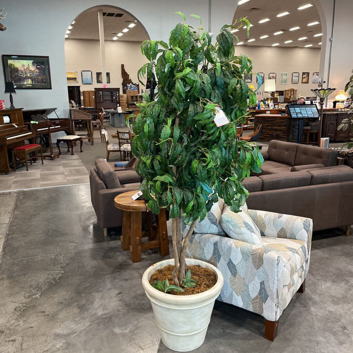 Tree in White Pot