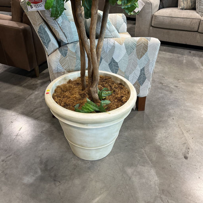 Tree in White Pot