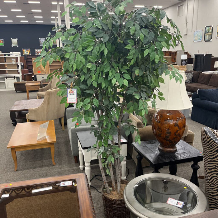 7.5ft Fig Tree