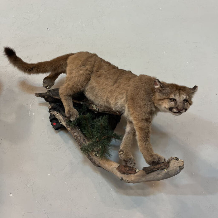 Mountain Lion Full Body Mount