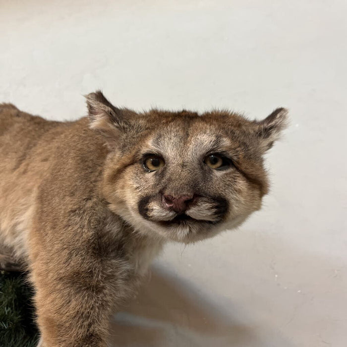 Mountain Lion Full Body Mount