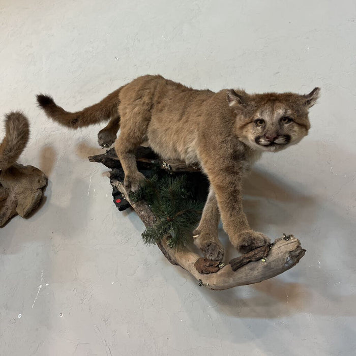 Mountain Lion Full Body Mount