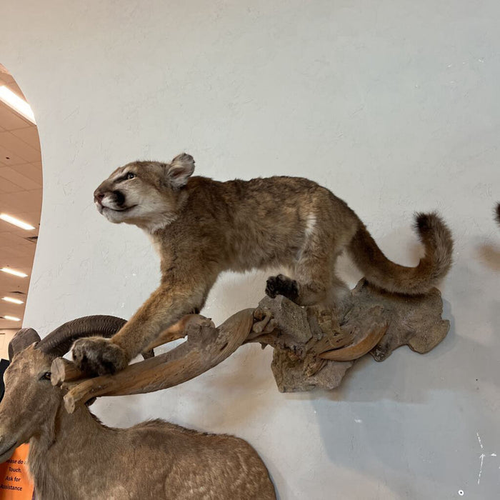 Mountain Lion Full Body Mount