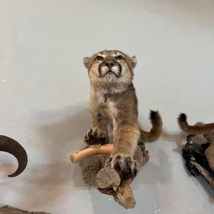 Mountain Lion Full Body Mount