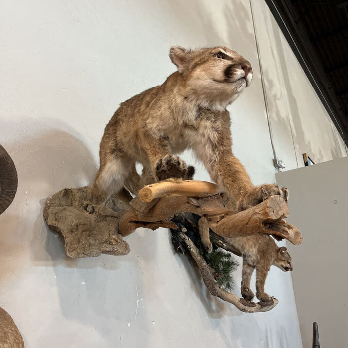 Mountain Lion Full Body Mount