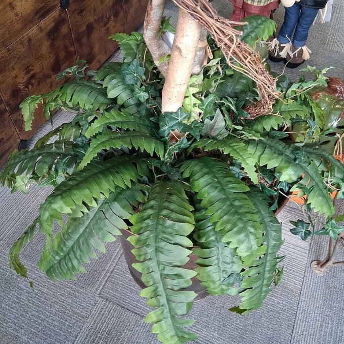 Ivy Topiary in "Bronzed" Pot