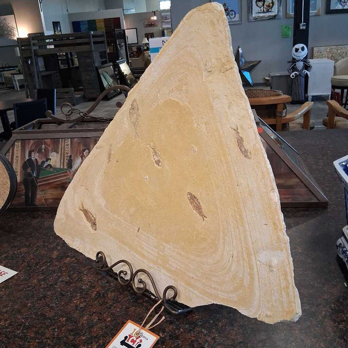 Lg. Stone w/ Multiple Fossils