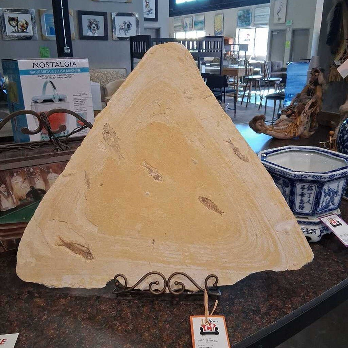 Lg. Stone w/ Multiple Fossils