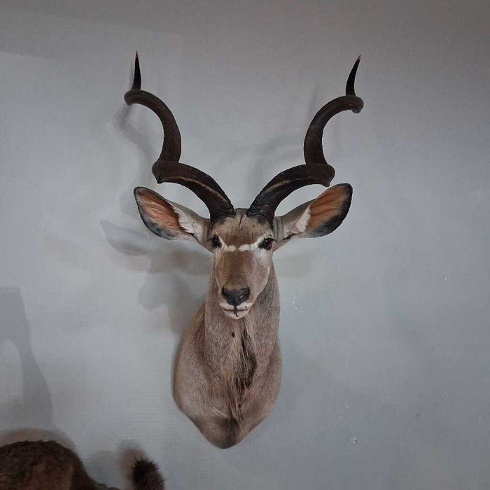 Kudu Shoulder Mount