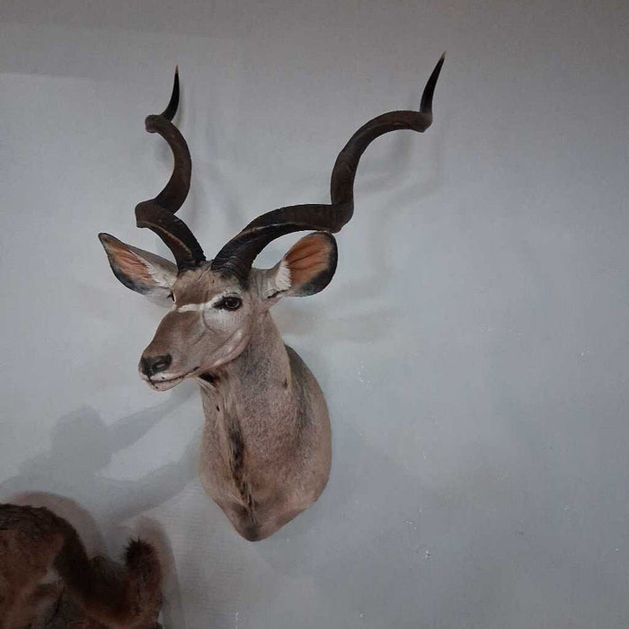 Kudu Shoulder Mount