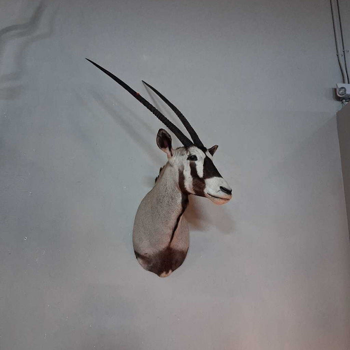 Gemsbock Shoulder Mount