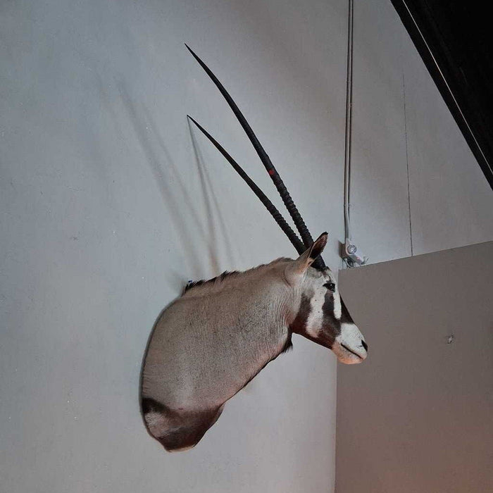 Gemsbock Shoulder Mount