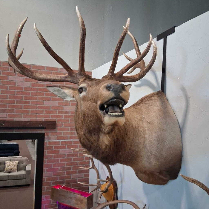 Elk Shoulder Mount