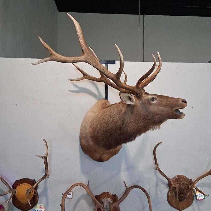 Elk Shoulder Mount