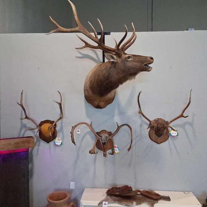 Elk Shoulder Mount