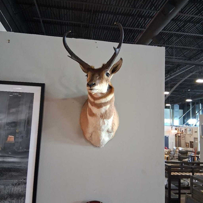 Antelope Shoulder Mount
