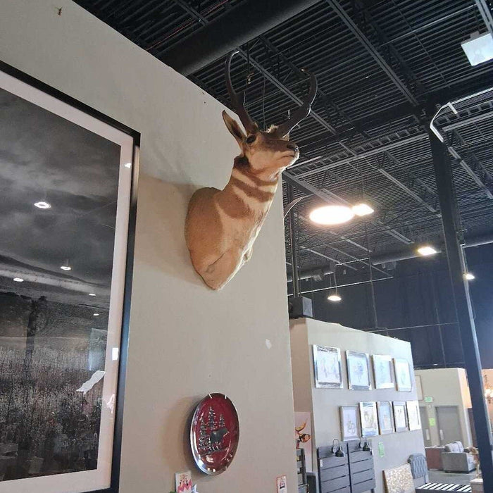 Antelope Shoulder Mount