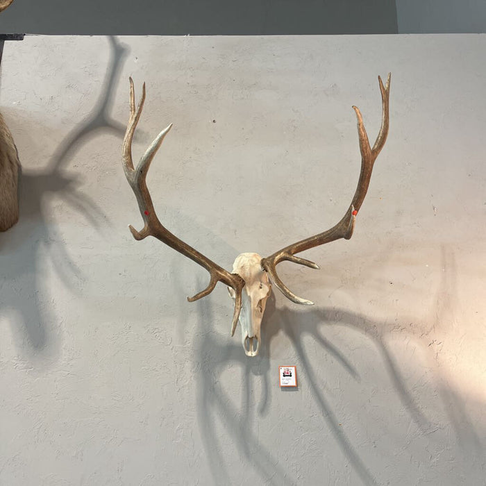 6 Point Elk rack w/ Skull