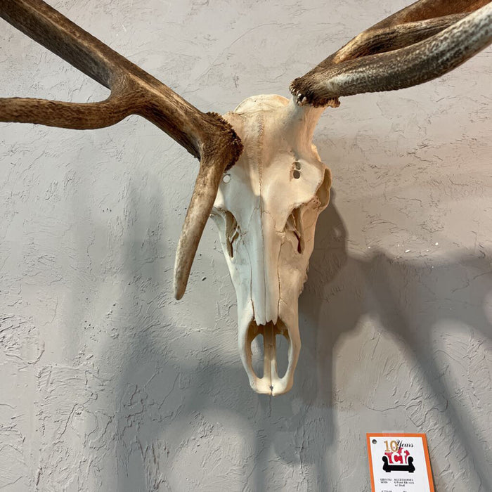 6 Point Elk rack w/ Skull