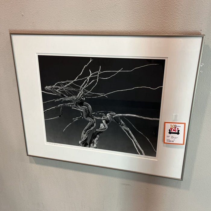 W.Giles "Desert Bush" Photo