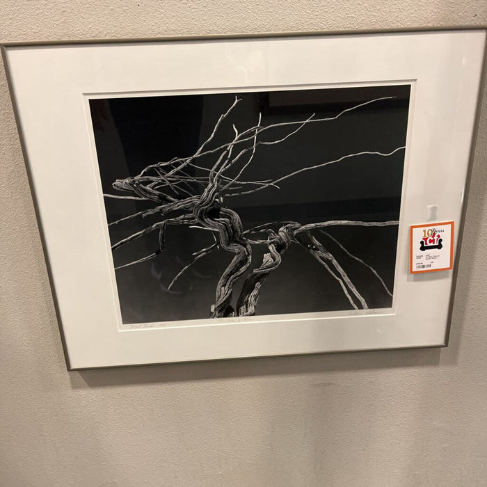 W.Giles "Desert Bush" Photo