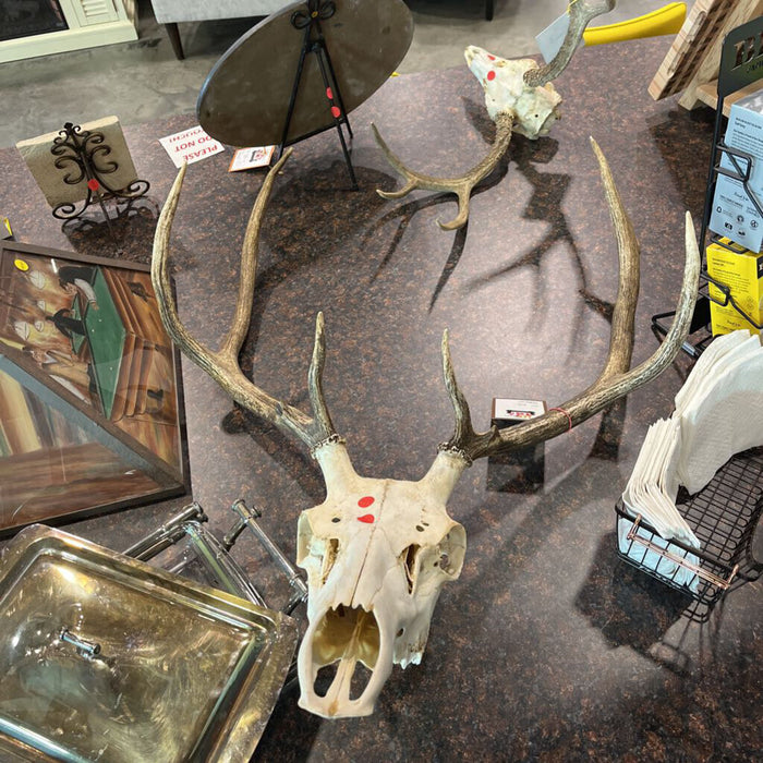 Elk Skull w/ Antlers