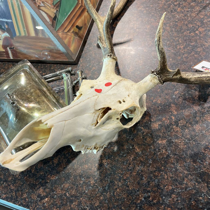 Elk Skull w/ Antlers
