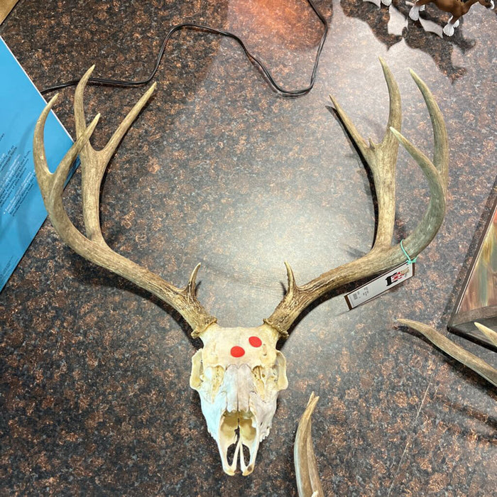 Deer Skull w/ Antlers