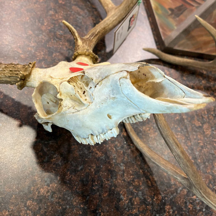 Deer Skull w/ Antlers