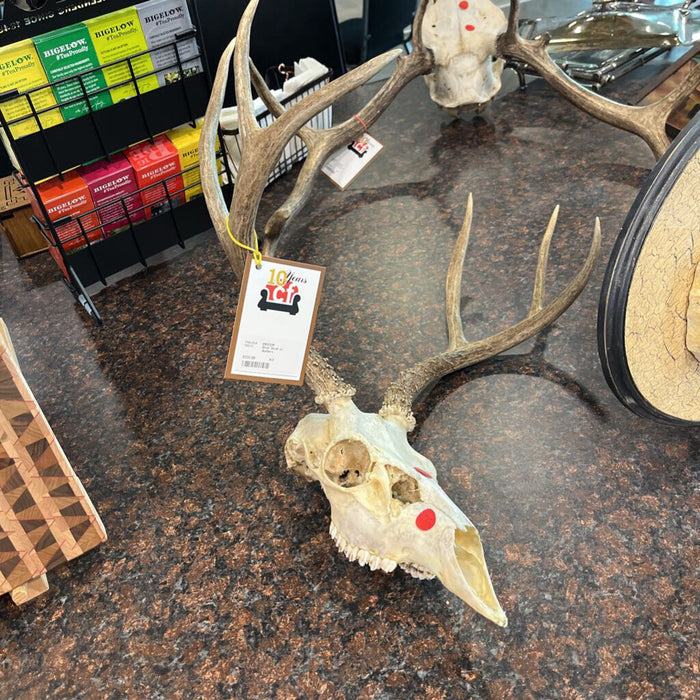 Deer Skull w/ Antlers