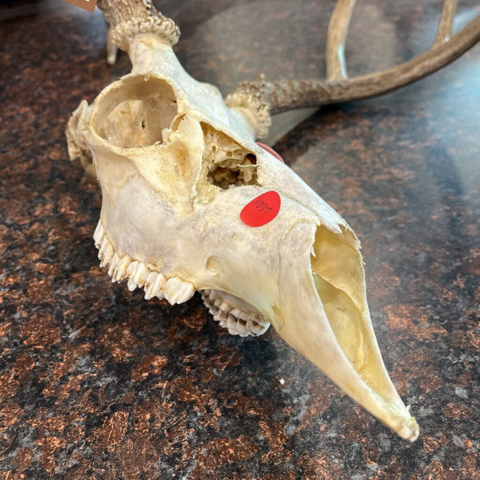 Deer Skull w/ Antlers
