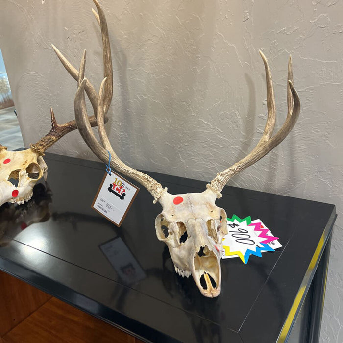 Deer Skull w/ Antlers