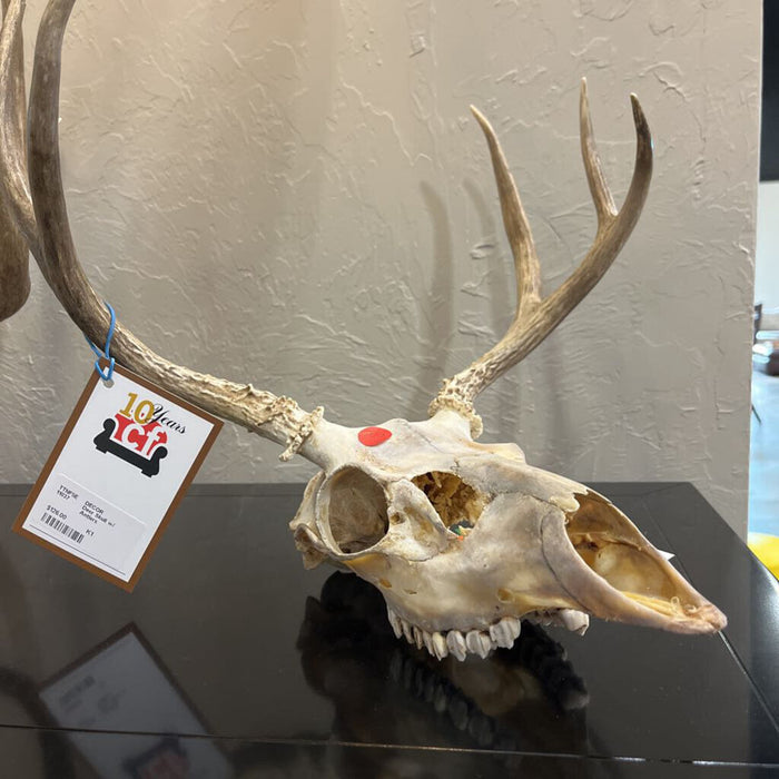 Deer Skull w/ Antlers