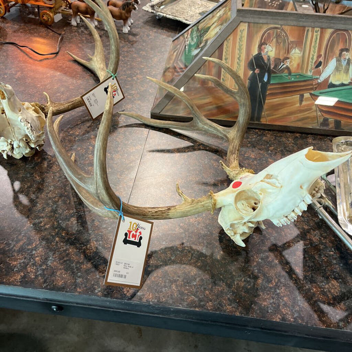 Deer Skull w/ Antlers