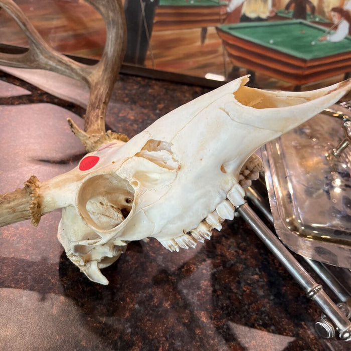 Deer Skull w/ Antlers