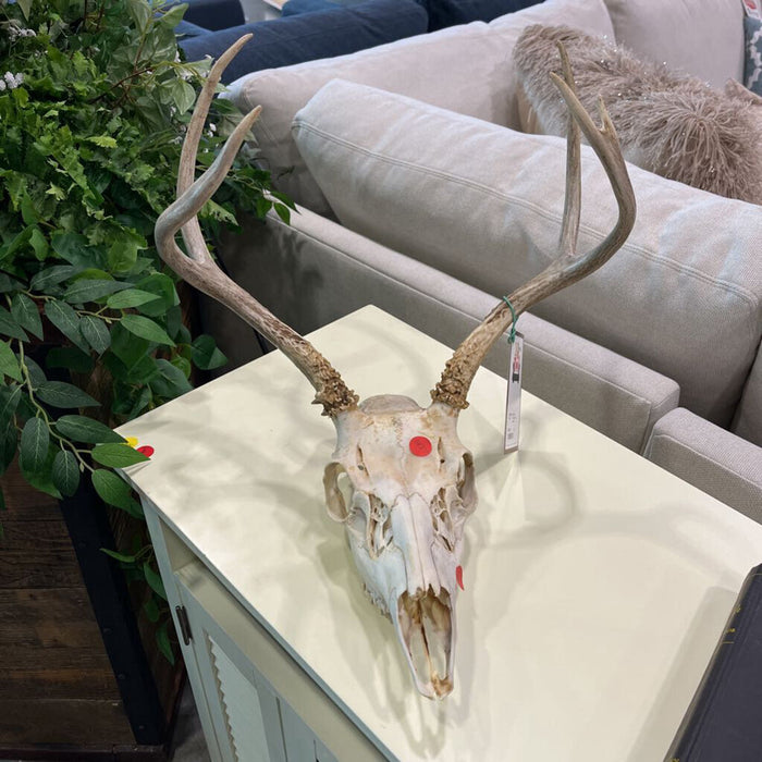 Deer Skull w/ Antlers