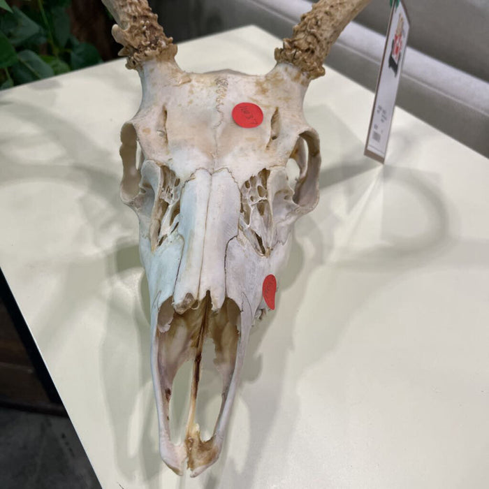 Deer Skull w/ Antlers