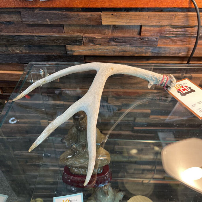 Deer Shed Antler